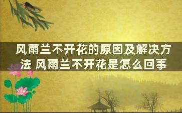 风雨兰不开花的原因及解决方法 风雨兰不开花是怎么回事